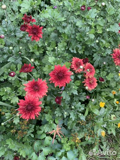 Хризантема