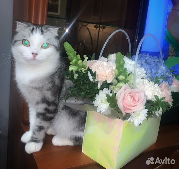 Кошка вислоухая