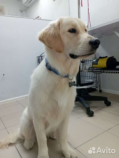 Груминг собак и кошек