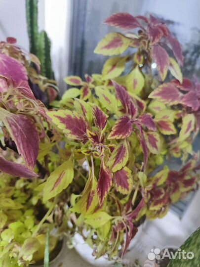 Растение колеус