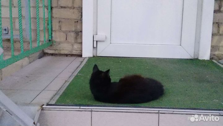 Кошкины истории.И стыдливое дело