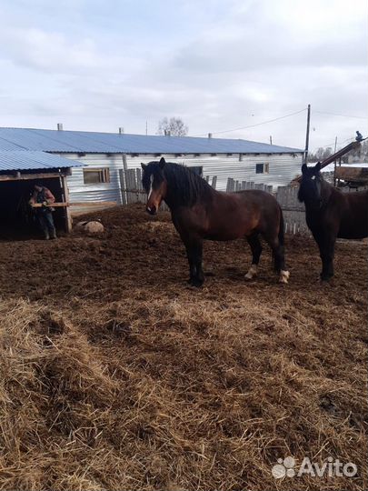 Продам жеребца