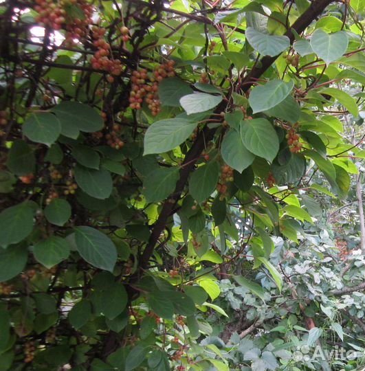 Лимонник китайский