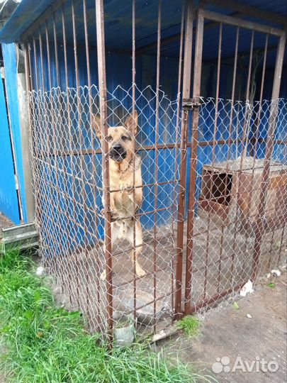 Отдам в добрые руки овчарка