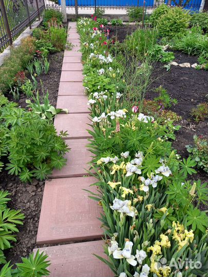 Ирисы бордюрные