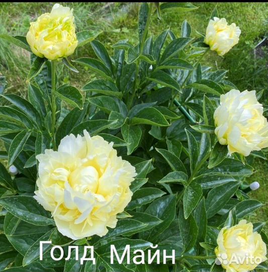 Пионы сортовые зкс