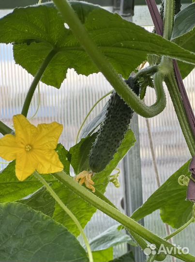 Огурцы, кабачки домашние