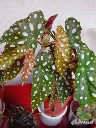 Бегония макулата