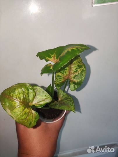 Сингониум панда и кристмас клон