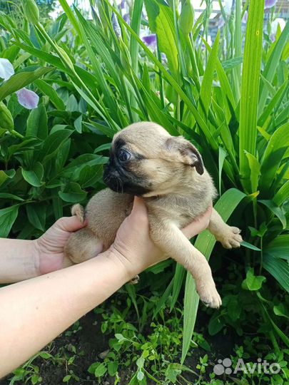 Мопс. Бронь