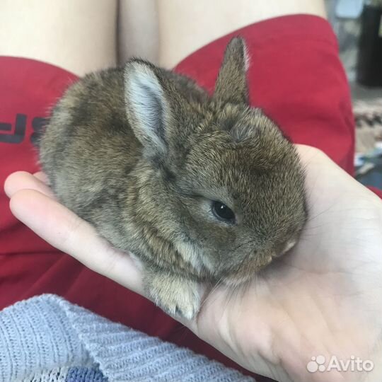 Декоративные крольчата