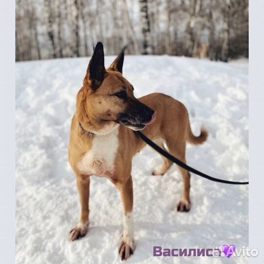 Собака в добрые руки