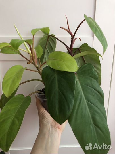 Филодендроны, сциндапсусы, сингониумы