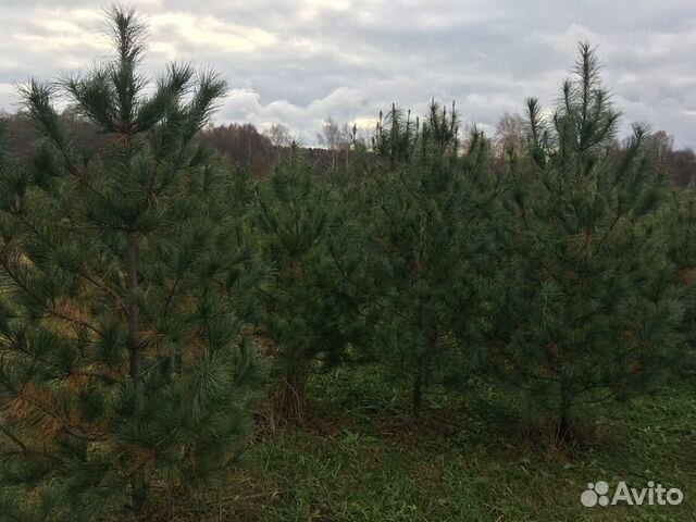 Pinus aristata sherwood compact. Кедр сибирский крона. Кедр атласский саженец. Как выглядит молодой кедр. Кедр сибирский саженцы.