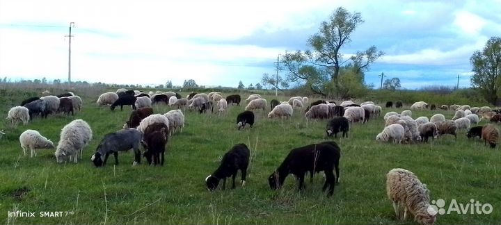 Баран на Гурбан Байрам