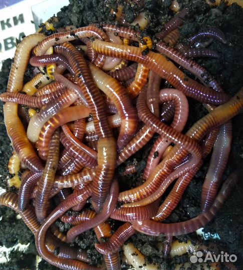 Мотыль. Червь навозный. Выползок. Всё для рыбалки
