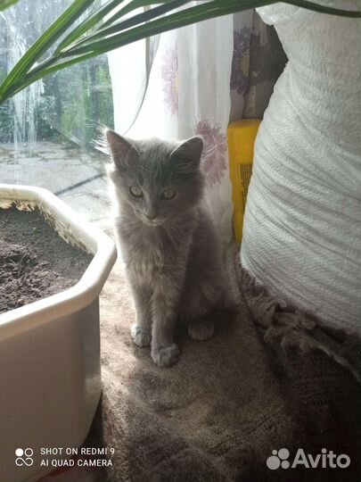 Кошки в добрые руки