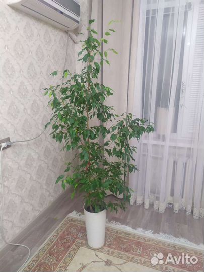 Домашние растения