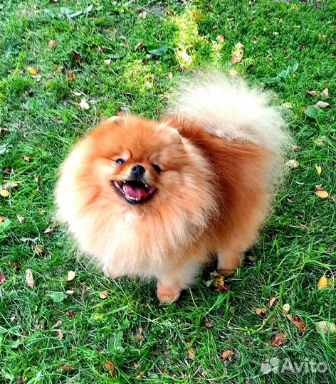 Собаки щенки шпиц