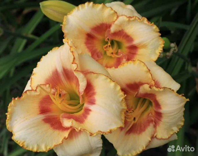 Лилейник сикс сенс