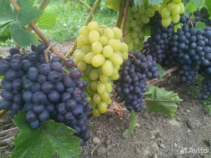 Черенки, саженцы винограда