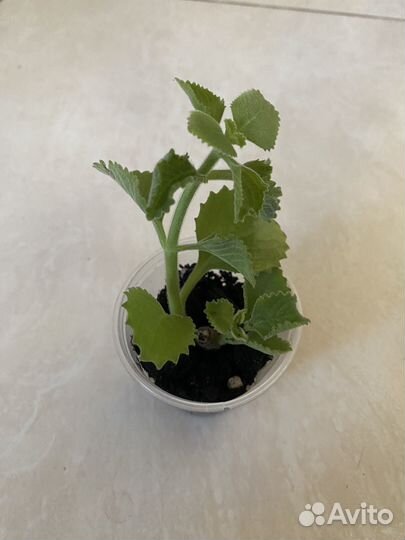 Плектрантус