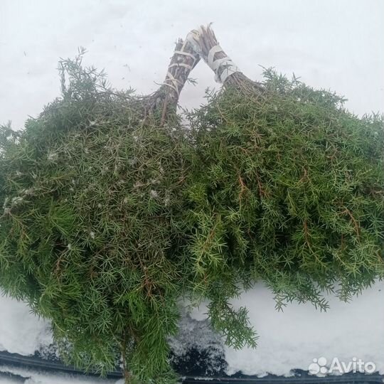 Веники Дуб, Пихта, Берёза