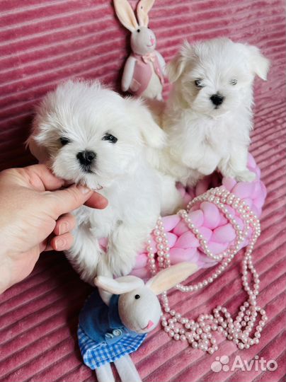 Мальтийская болонка