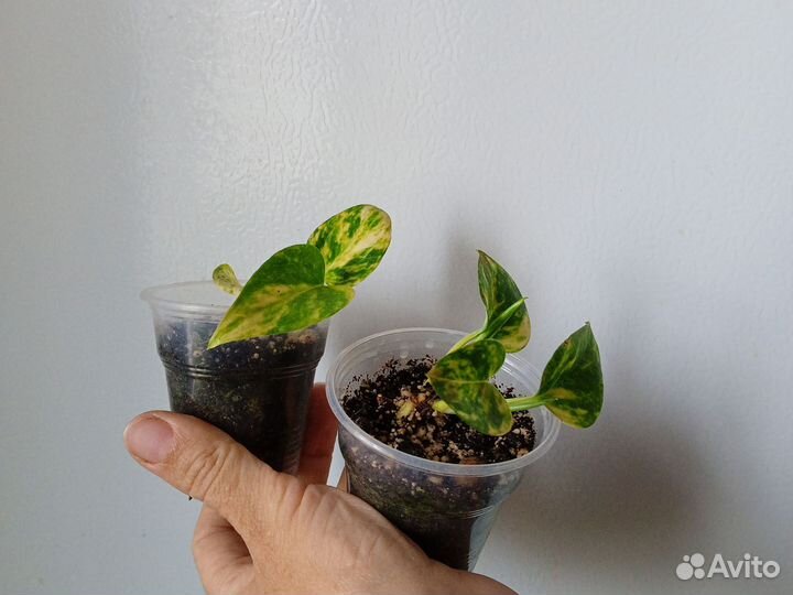 Фикусы эластика набором