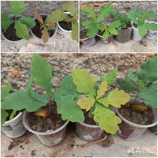 Саженцы дуба