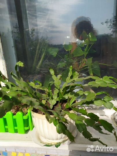 Декабрист шлюмбергера