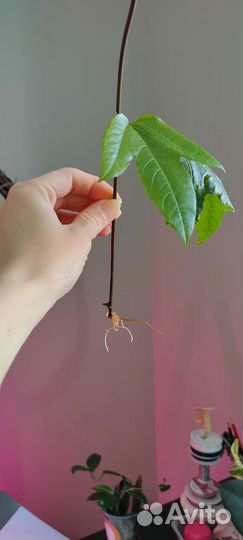 Пассифлора (маракуйя)