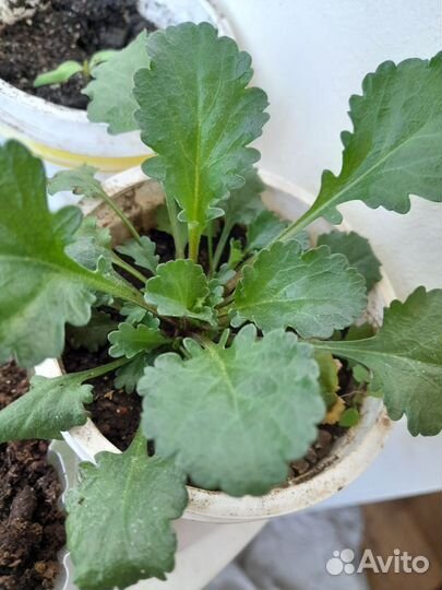 Ромашка крупная, клубника и многолетники