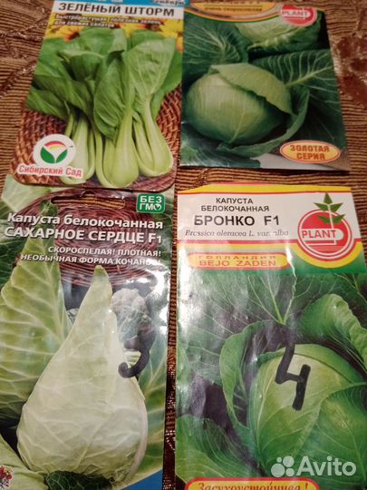 Рассада капусты