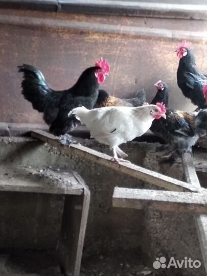 Инкубационные яйца карликовых кур и уток