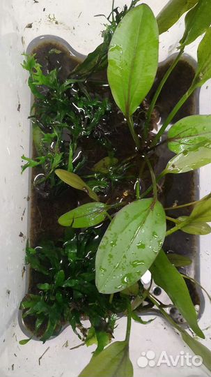 Флорариум.6 кустов разных