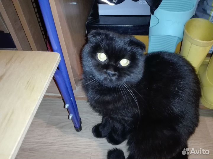 Шотландская кошечка