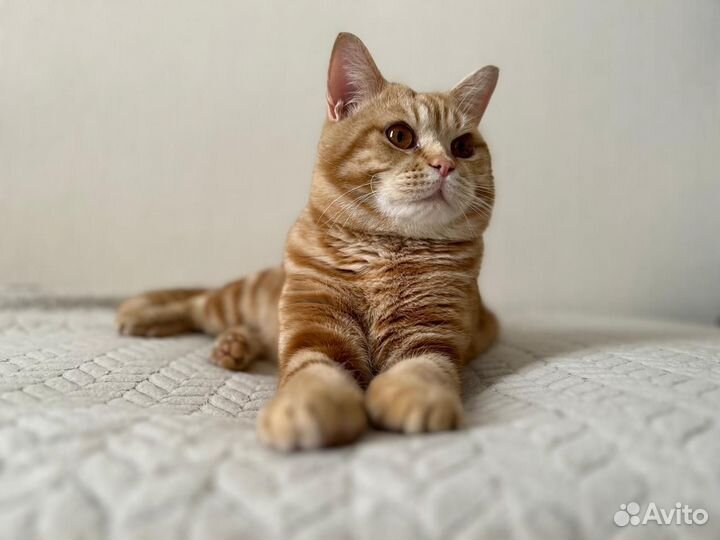 Шотландский кот вязка