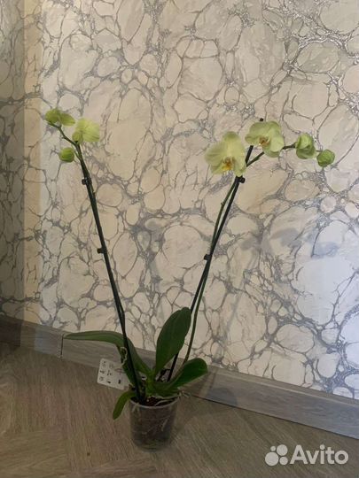 Орхидея фаленопсис