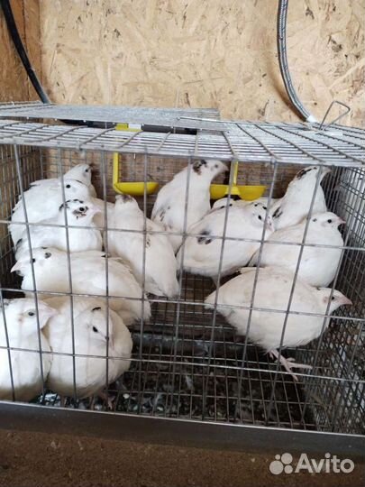 Перепела. Возраст 1мес