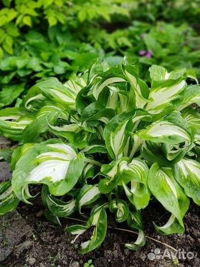 Хосты. Многолетники