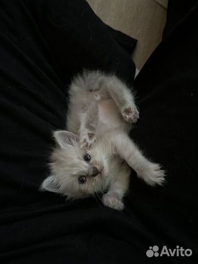 Котята курильский бобтейл