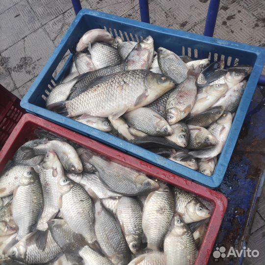 Карась Живой рыба