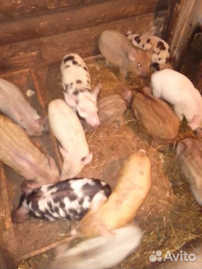 Поросенок дюрок-ландрас