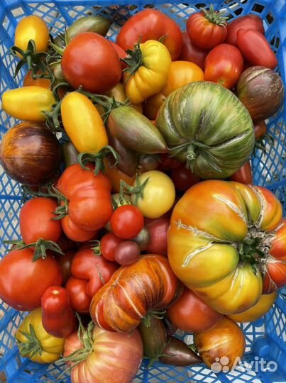 Домашние помидоры и огурцы