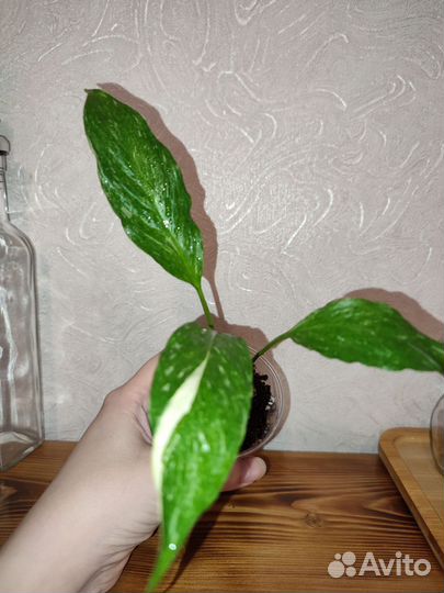 Спатифиллум Gemini(Джемини)