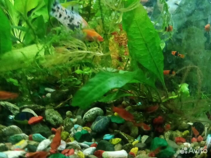 Рыба меченосец