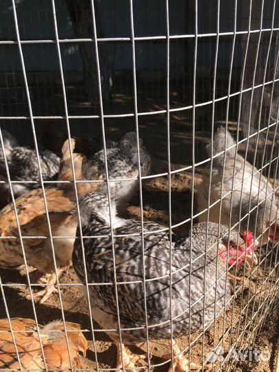 Домашние курочки и петушки (2,5 мес.)