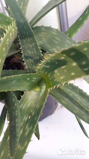 Каланхоэ,алоэ-вера