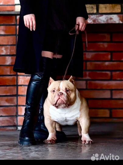 Булли Киндер открыт для вязки